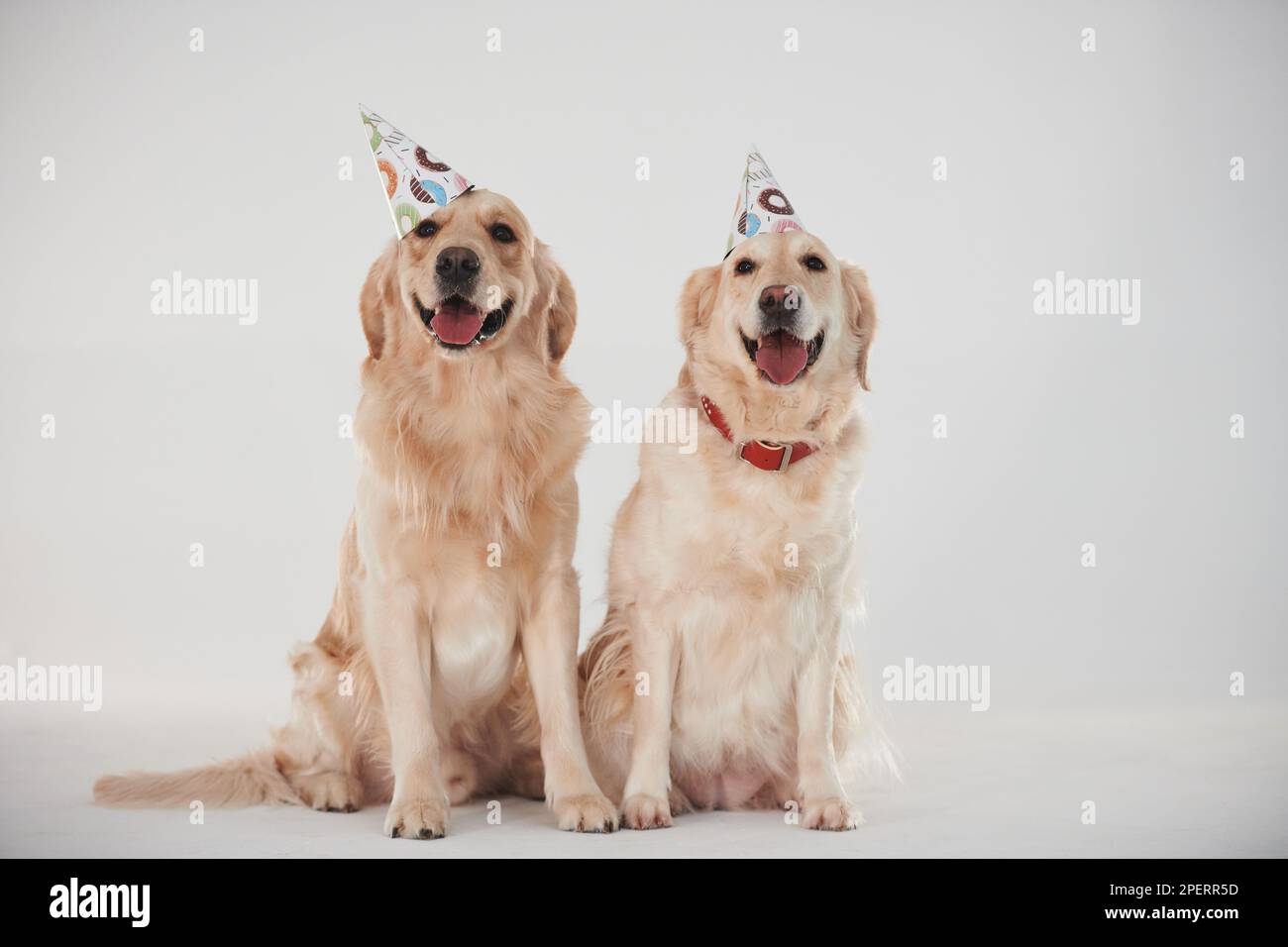Partyhüte auf dem Kopf. Zwei Golden Retriever zusammen im Studio vor weißem Hintergrund Stockfoto