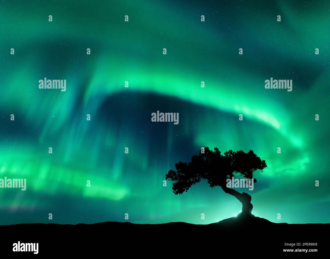Nordlichter über dem einsamen Baum bei Nacht. Aurora borealis Stockfoto