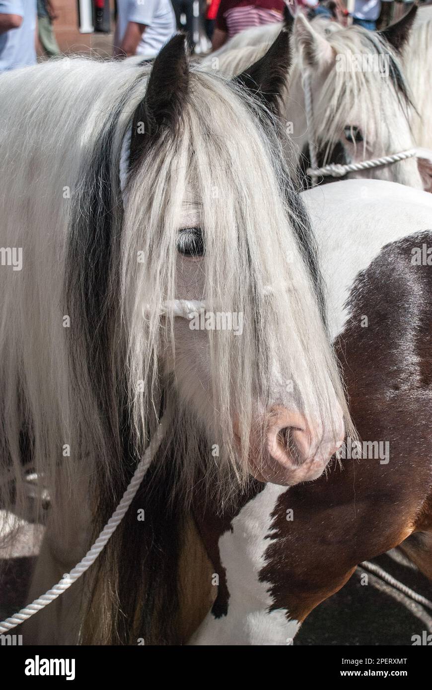 Auf der Appleby Horse Fair werden beliebte Pferdesorten angeboten, mit vielen knorpeligen oder kahlen Pferden oder Pferden mit Federbeinen oder langen Mähnen. Stockfoto