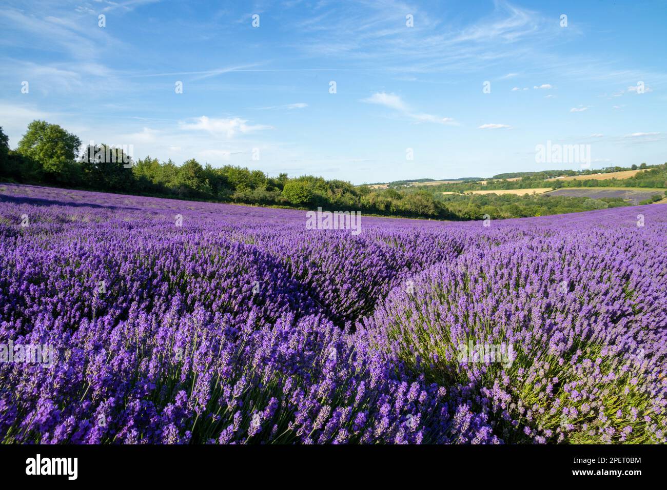 Lavendelreihen in Kent Countryside, Großbritannien Stockfoto