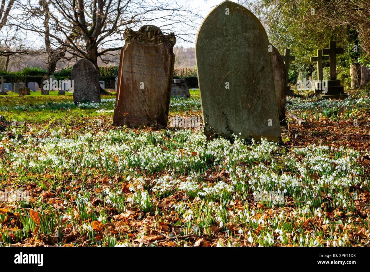 Schneeglöckchen blühen auf einem englischen Friedhof Stockfoto