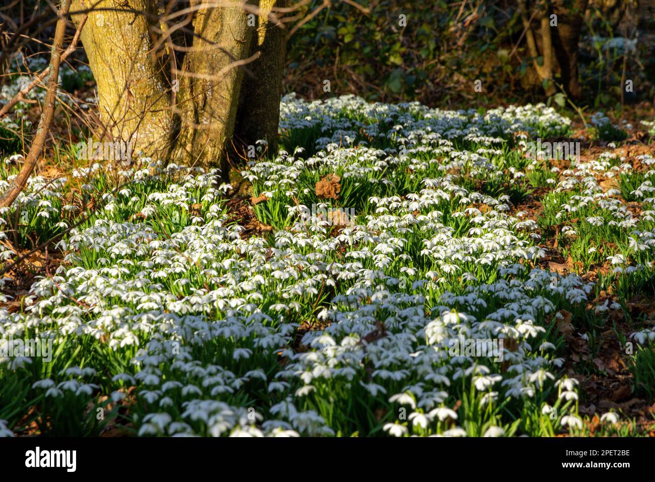 Schneeglöckchen blühen in einem englischen Wald Stockfoto