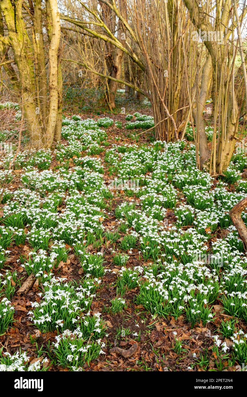 Schneeglöckchen blühen in einem englischen Wald Stockfoto