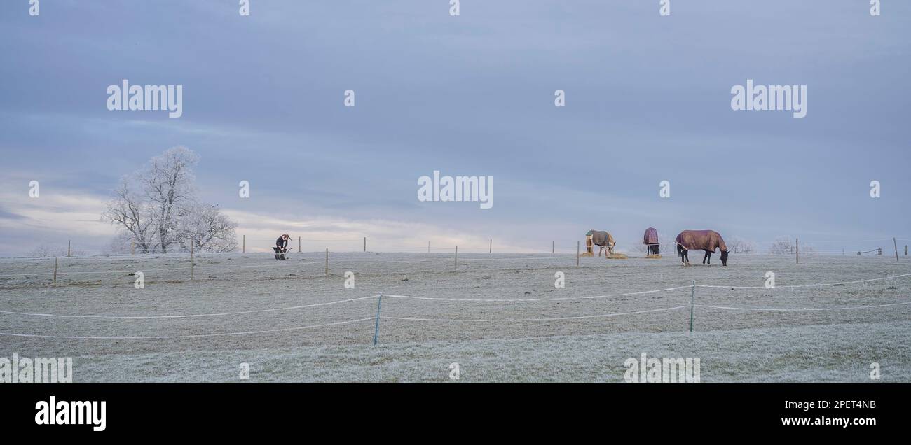 Eine Frau, die Pferdekot in eine Schubkarre auf einem frostigen, gefrorenen Feld sammelt, mit drei Pferden in ihren Decken, die Stroh essen. Stockfoto