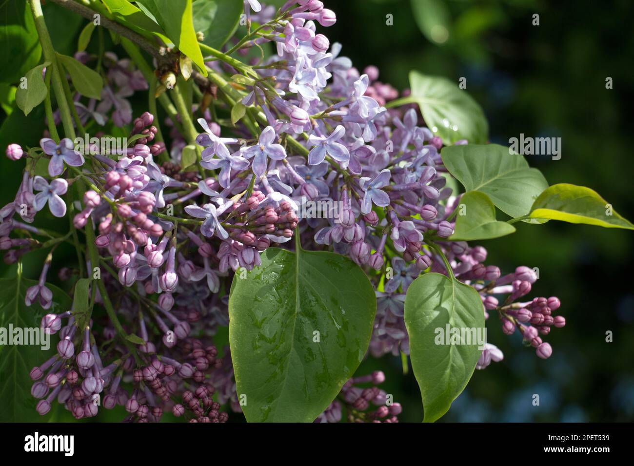 Ansammlungen lilafarbener Blüten des Fliederbaumes, Syringa vulgaris, die im späten Frühling blühen, Nahaufnahme auf einem natürlichen grünen Blatthintergrund Stockfoto