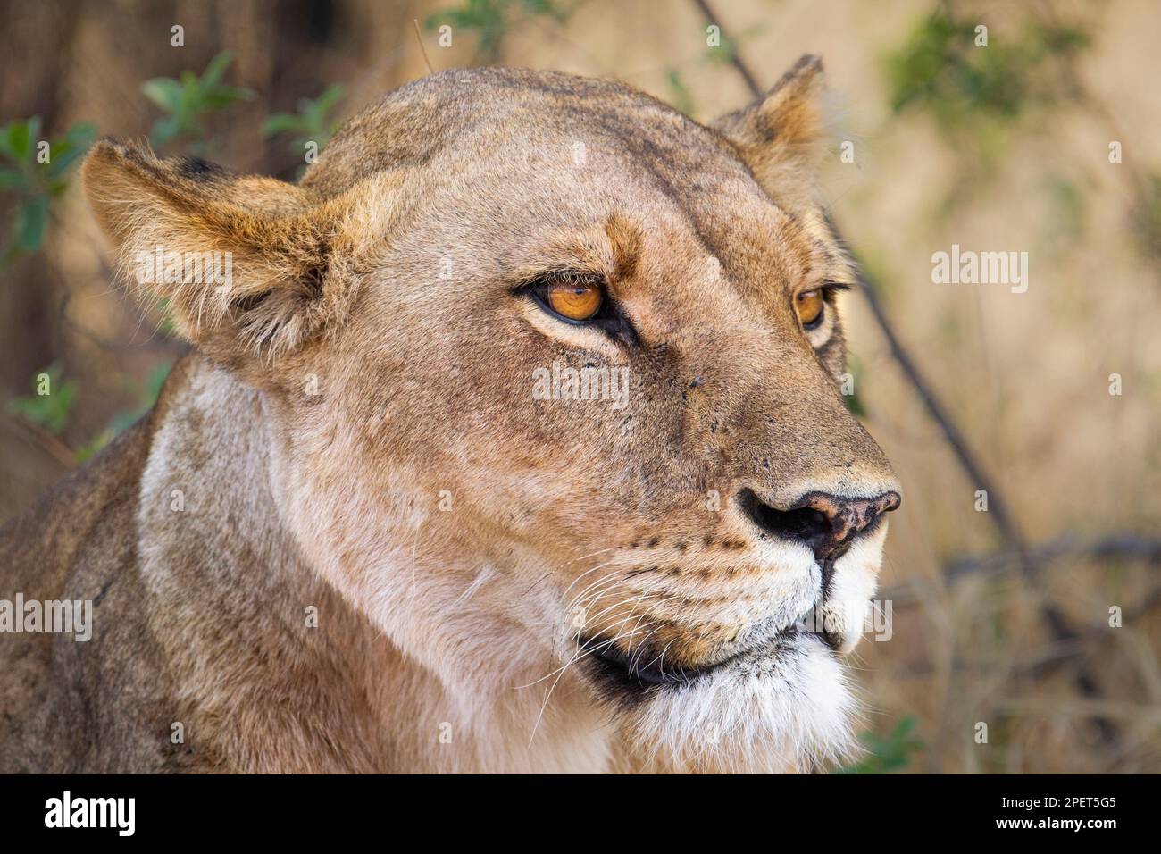 Porträt Löwe, Panthera leo, Nahaufnahme von Gesicht und Kopf. Das wilde Tier sieht intensiv aus. Okavango Delta, Botsuana, Afrika Stockfoto