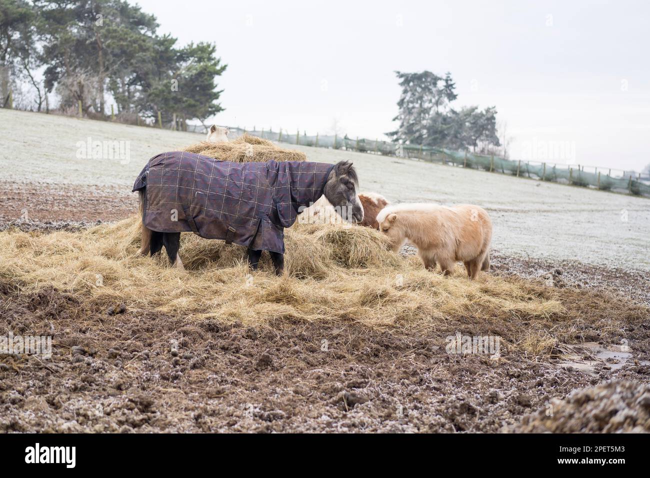 Pferde stehen da und essen Heu an einem eiskalten, gefrorenen Morgen auf einem offenen Feld. Das große Pferd trägt eine große Pferdedecke, um es warm zu halten. Stockfoto