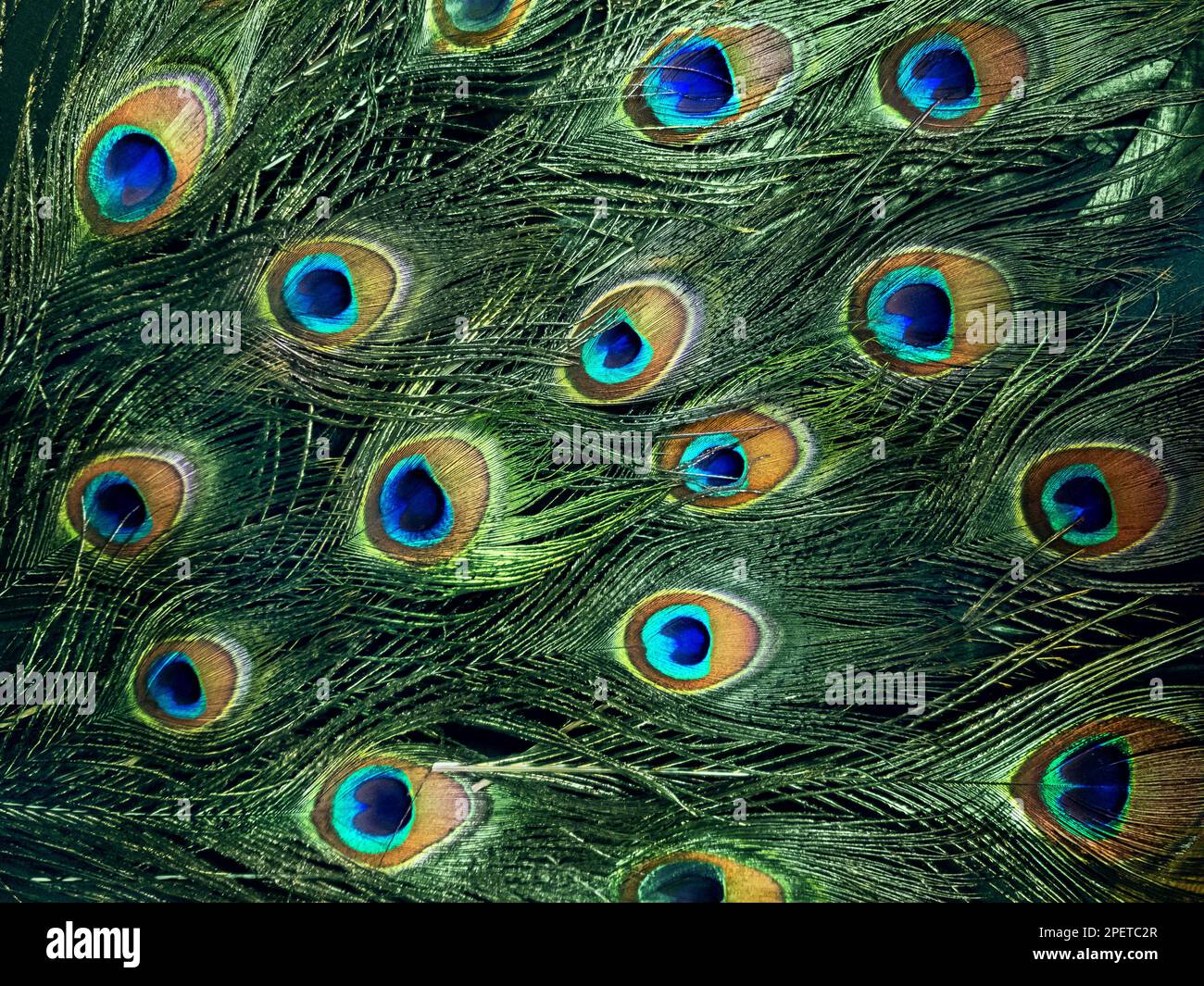 Mobiles Foto eines wunderschönen Pfauenschwanzes. Grün schimmernde Federn männlicher indianervögel. Augenschmuck. Exotisches Paradies-Gefieder. Nahaufnahme des Hintergrunds. Stockfoto