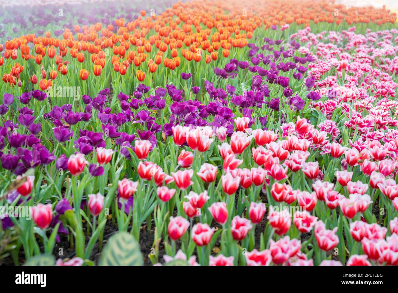 Gartenfeld mit Tulpen in verschiedenen hellen, regenbogenfarbenen Blütenblättern, wunderschöner Farbstrauß bei Tageslicht im Ziergarten Stockfoto