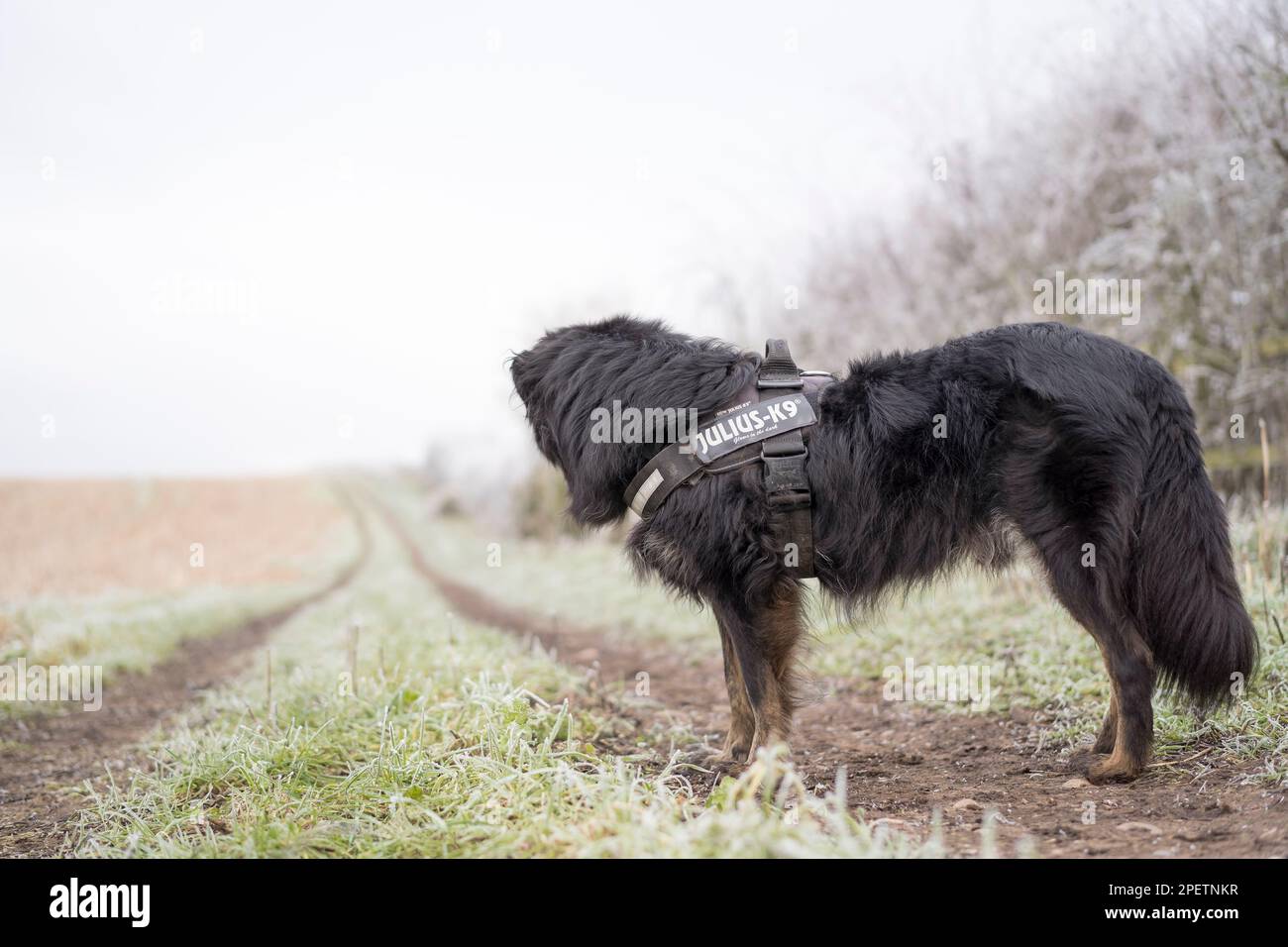 Seitlicher Blick auf einen isolierten Collie Cross Dog mit Gurtzeug, auf einen Spaziergang auf dem Land, mit Blick auf eine lange Bauernstrecke an einem Wintertag Stockfoto