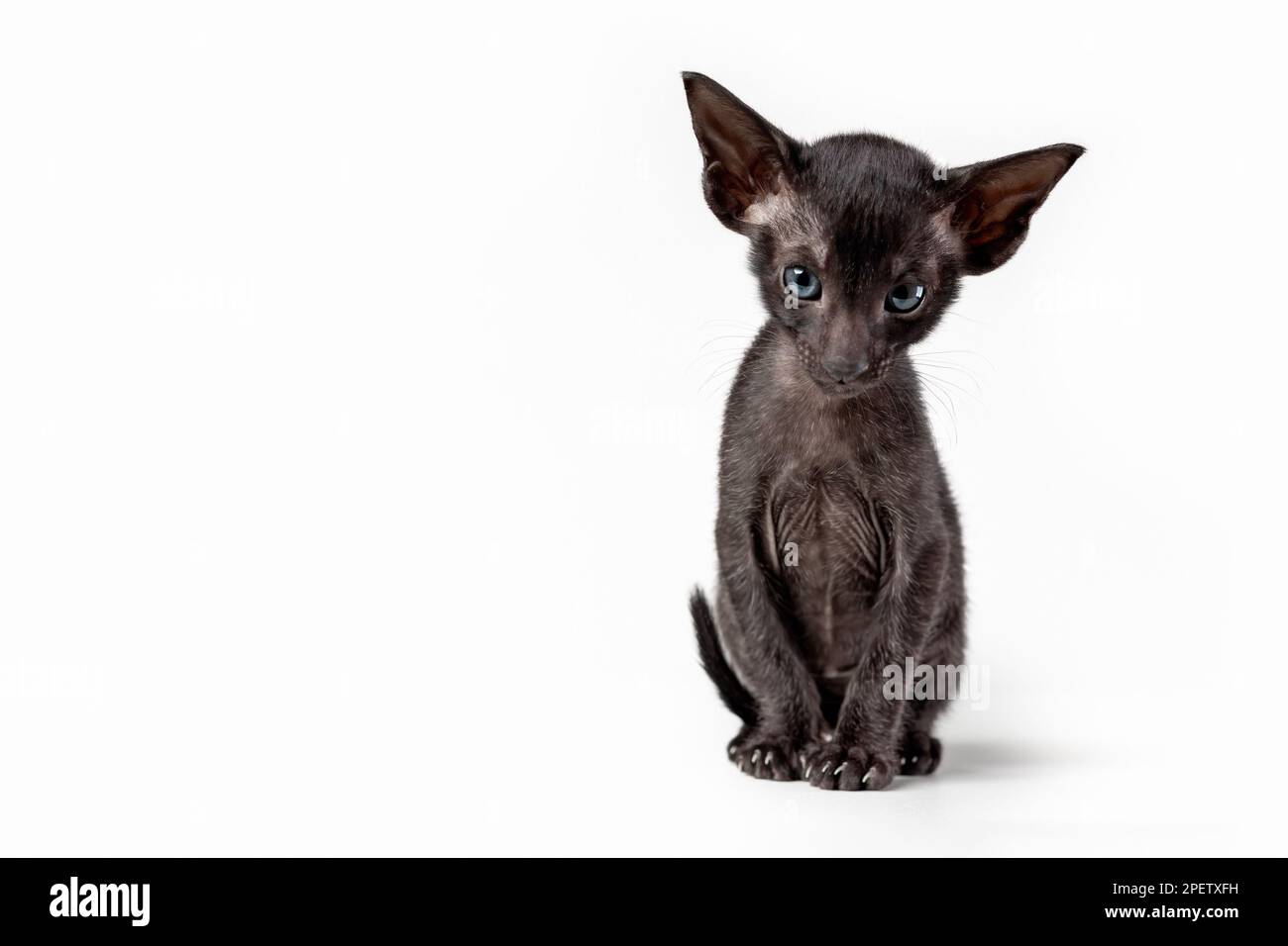 Orientalische schwarze Katze isoliert auf weißem Hintergrund. Speicherplatz kopieren Stockfoto