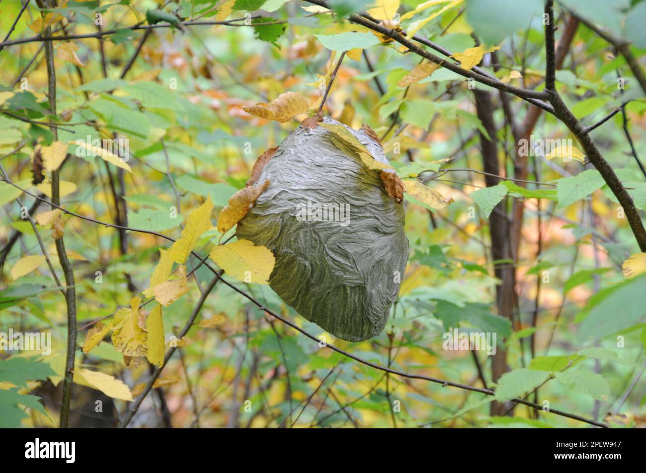 Hornisse nisten im Wald, hängen in einem Baum in seiner Umgebung und Umgebung. Bienennest. Stockfoto