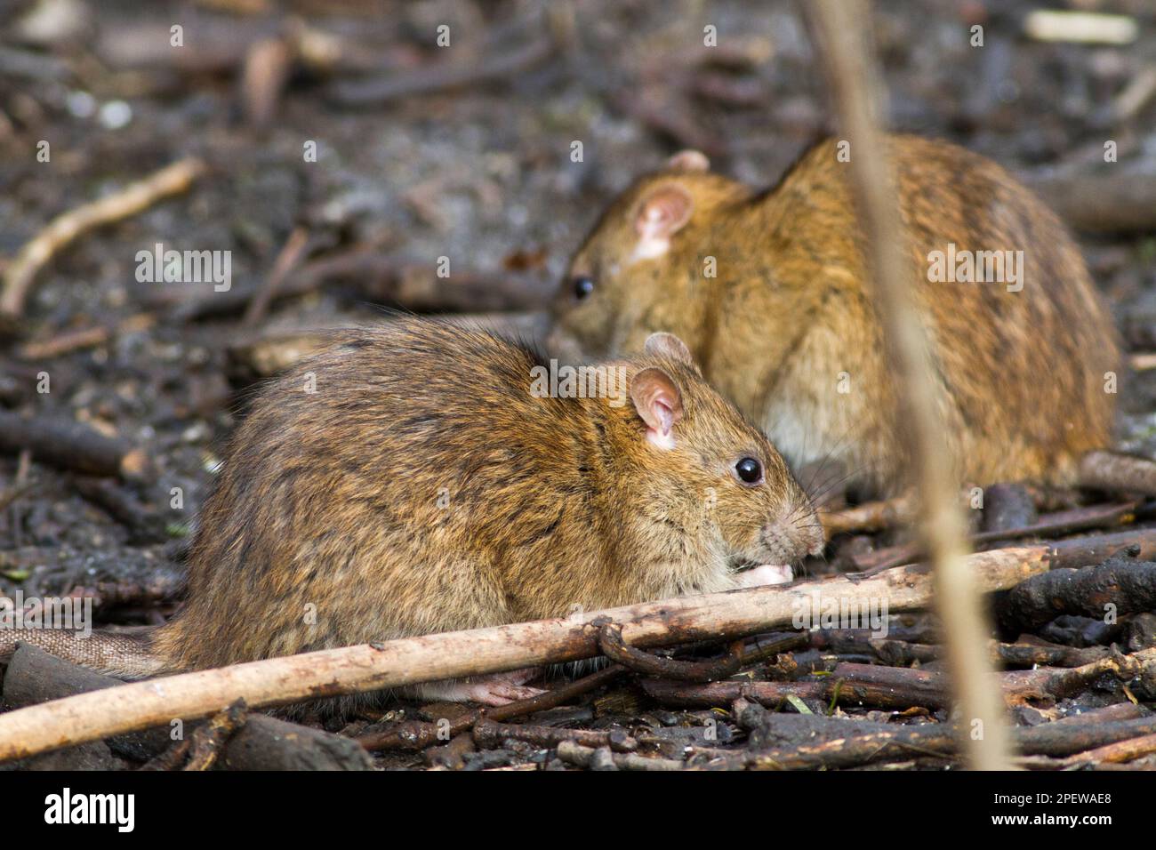 Ratten Stockfoto