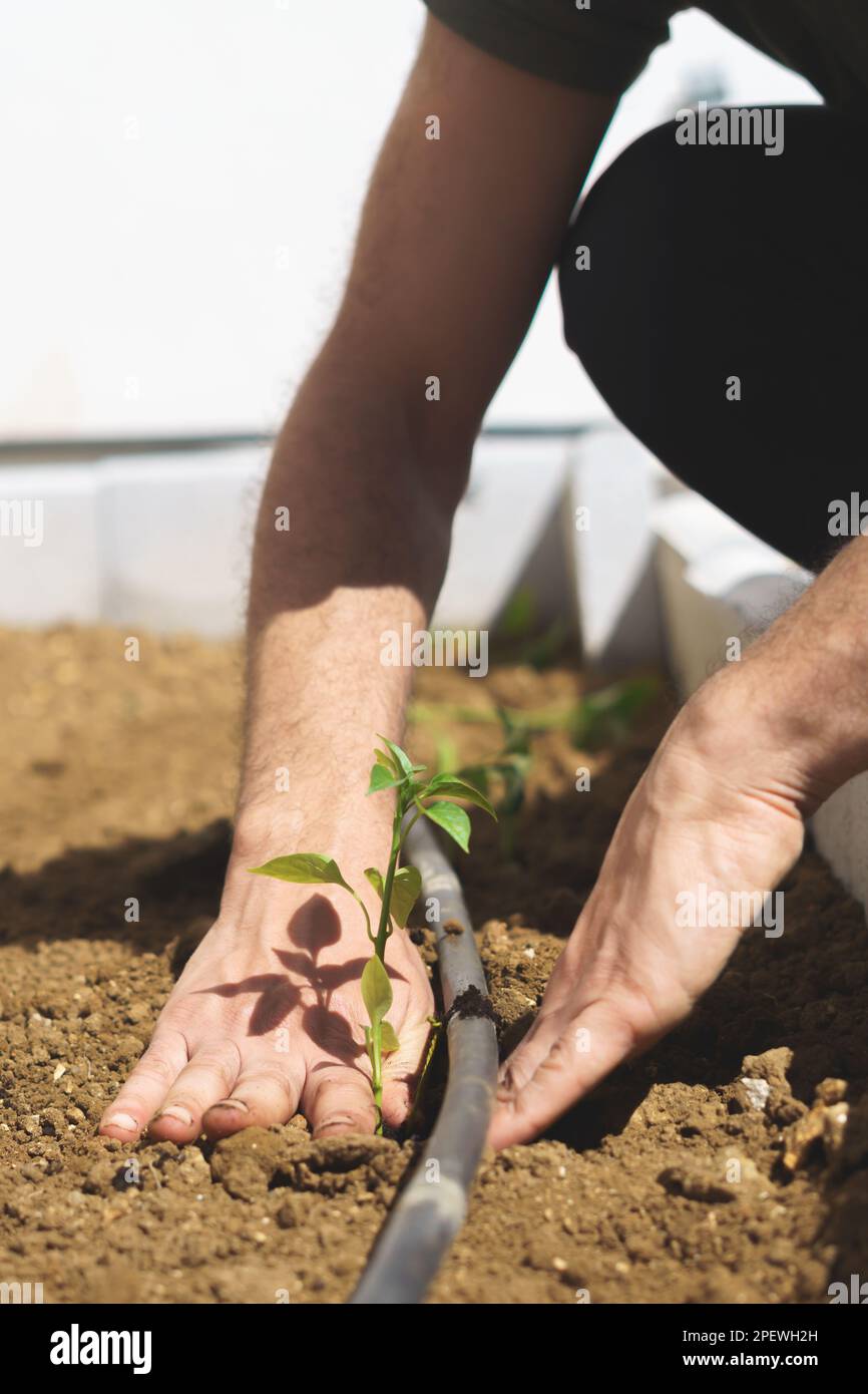 Nahaufnahme eines jungen Landwirts, der Tomaten im Bio-Garten anpflanzt Stockfoto