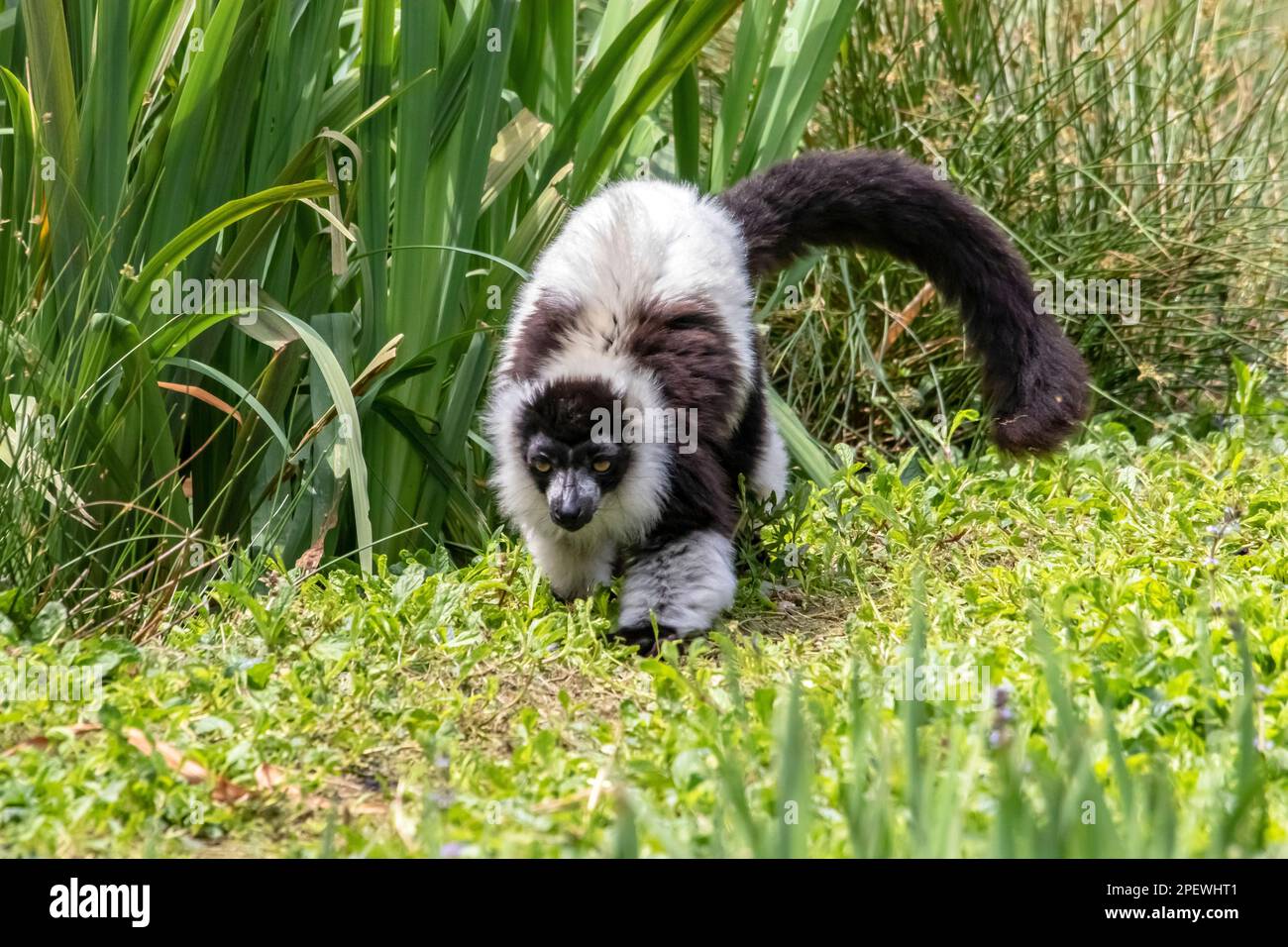 Maki VARI schwarz-weiß Stockfoto