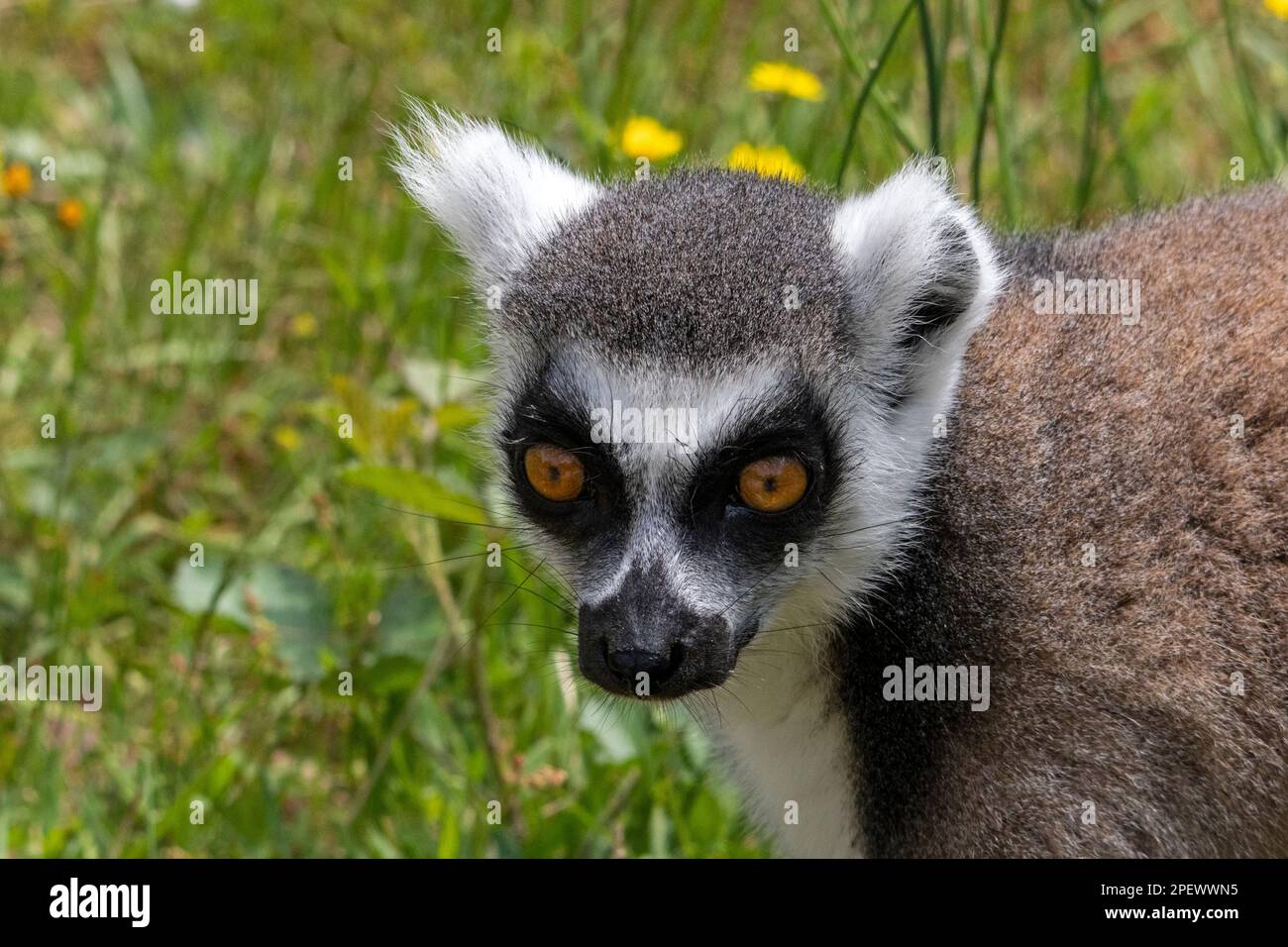 Portrait von Ring-tailed Lemur Stockfoto