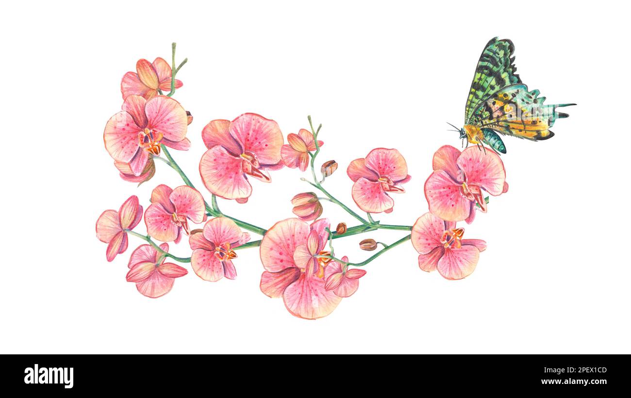 Horizontaler Ast einer Orchidee mit Schmetterling. Aquarell-botanische Darstellung eines Tropen. Ein Blumenstrauß eignet sich für Hochzeiten, Postkarten, Stockfoto