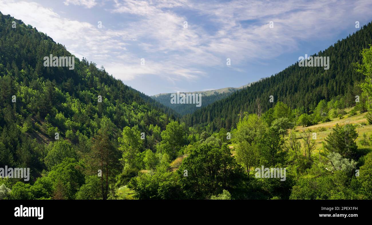Kiefernwaldtal. Waldbild am Sommertag. Unverschmutzter natürlicher Hintergrund Stockfoto