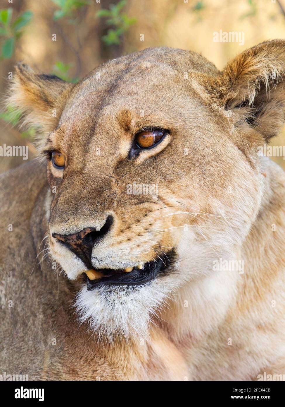 Löwin, Panthera leo, Porträt, Nahaufnahme von Gesicht und Kopf. Unscharfer Hintergrund. Okavango Delta, Botsuana, Afrika Stockfoto