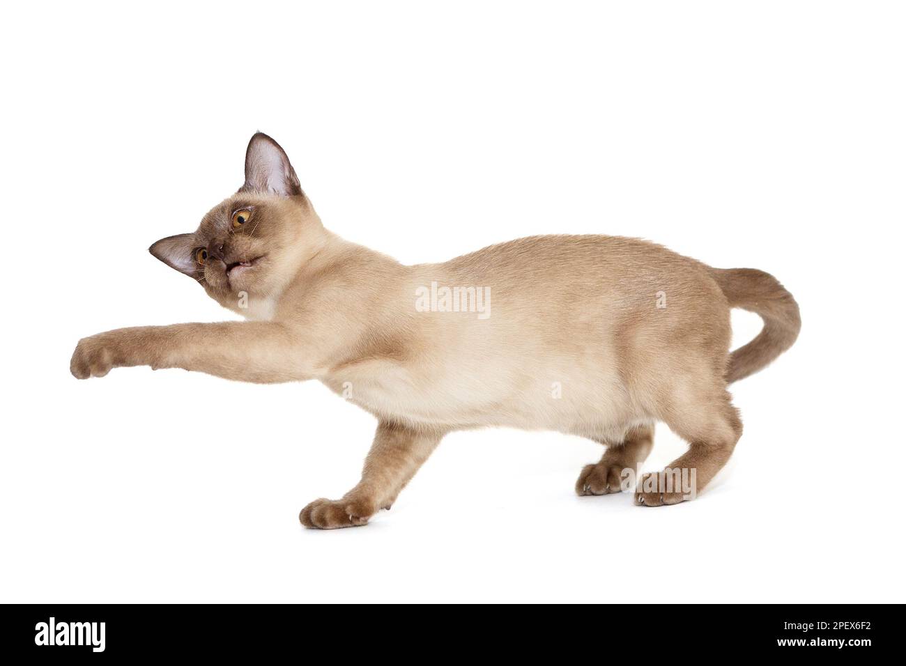 Das junge Kätzchen des europäischen Birmas spielt mit seiner Pfote isoliert auf weiß Stockfoto
