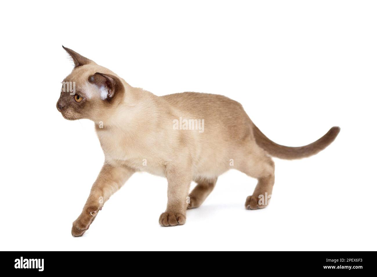 Das junge Kätzchen des europäischen Birmas spielt mit seiner Pfote isoliert auf weiß Stockfoto