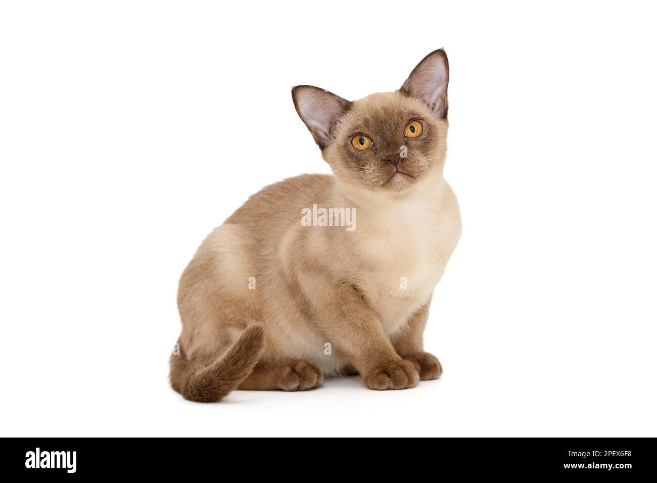 Die junge Katze aus dem europäischen Birma sitzt isoliert auf Weiß Stockfoto