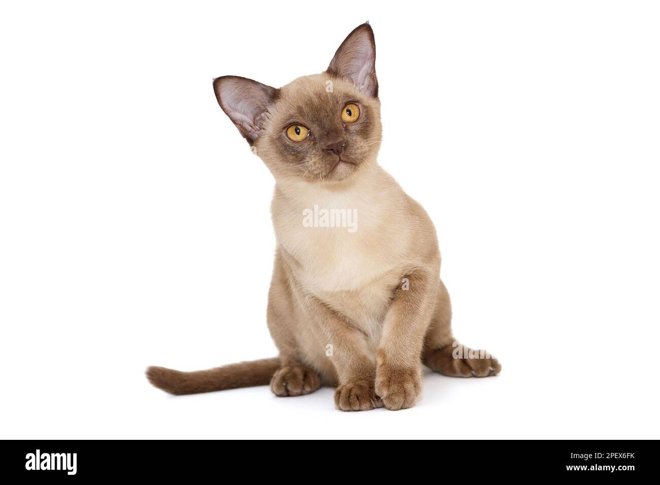 Die junge Katze aus dem europäischen Birma sitzt isoliert auf Weiß Stockfoto
