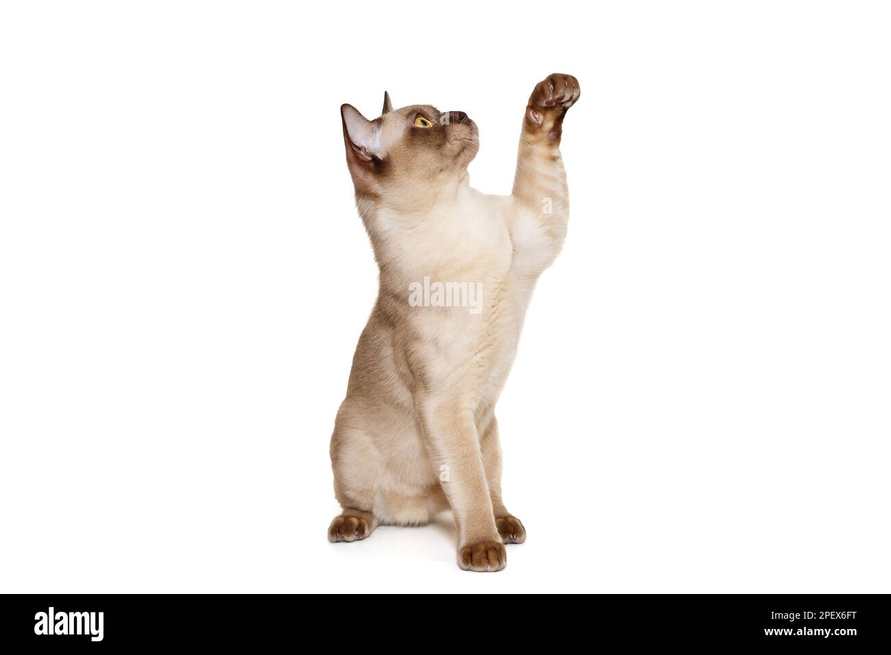 Die junge Katze aus Europa-Birma spielt mit ihrer Pfote, isoliert auf Weiß Stockfoto