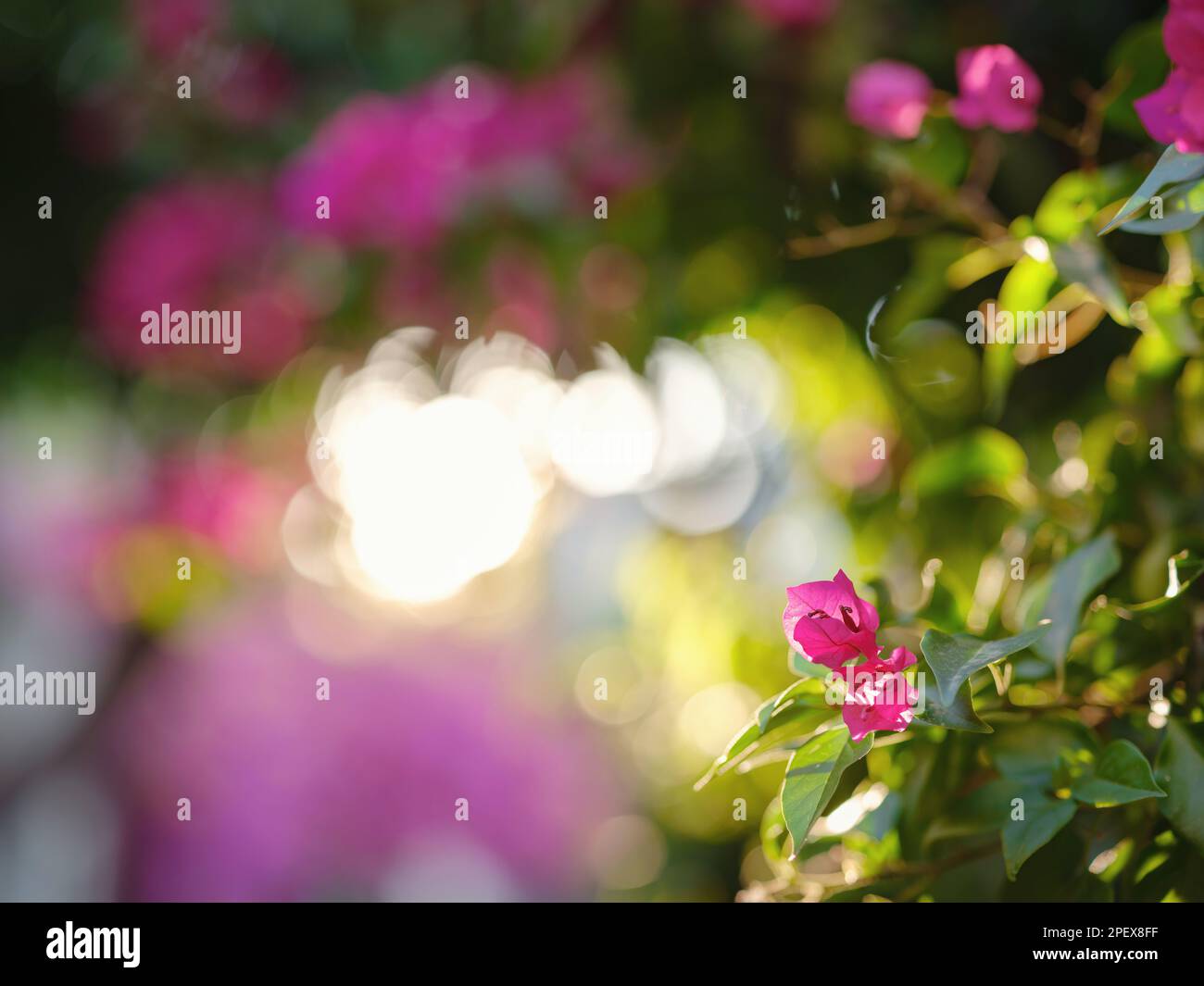 Blühende Bougainvillea, Straßen der Altstadt von Bodrum, Türkei. Reisen im Sommer Stockfoto