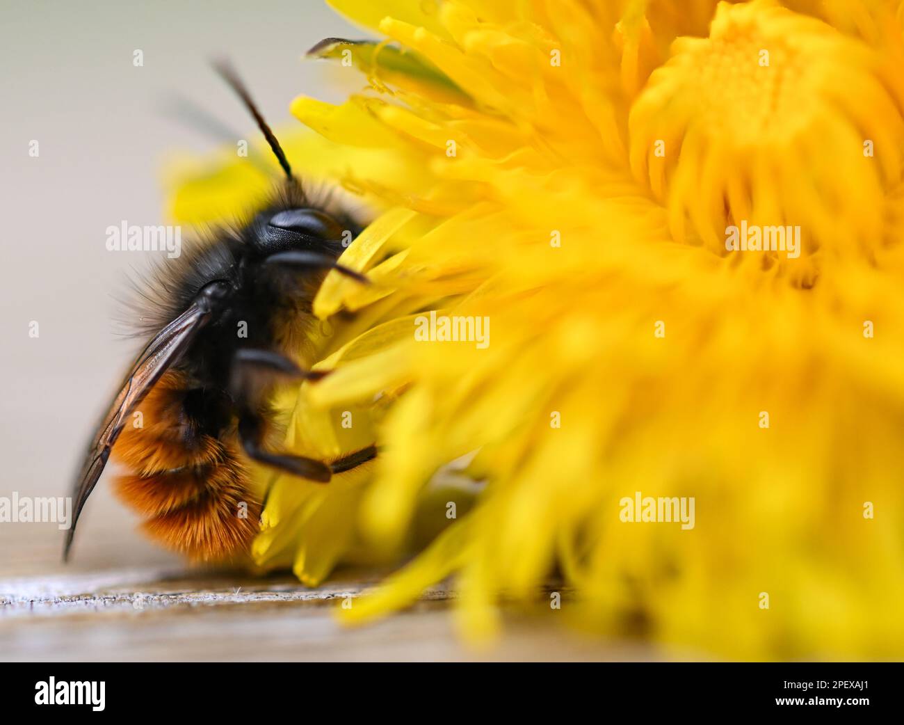 16. März 2023, Hessen, Frankfurt/Main: Eine rostige rote Maurerbiene krabbelt auf einer Löwenblume auf dem Gelände des Frankfurter MainÄppelhauses. Wilde Bienen sind im März und April aktiv und sterben in der Regel, bevor ihre Nachkommen schlüpfen. Wildbienenhotels mit Lehmlöchern, Ziegelsteinhöhlen oder Holunderbeeren können als Brutzellen für die Eier dienen. Foto: Arne Dedert/dpa Stockfoto