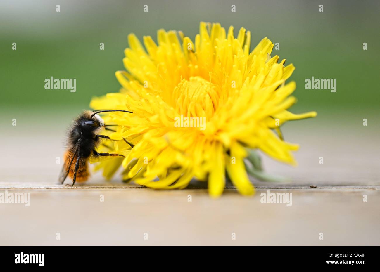 16. März 2023, Hessen, Frankfurt/Main: Eine rostige rote Maurerbiene krabbelt auf einer Löwenblume auf dem Gelände des Frankfurter MainÄppelhauses. Wilde Bienen sind im März und April aktiv und sterben in der Regel, bevor ihre Nachkommen schlüpfen. Wildbienenhotels mit Lehmlöchern, Ziegelsteinhöhlen oder Holunderbeeren können als Brutzellen für die Eier dienen. Foto: Arne Dedert/dpa Stockfoto