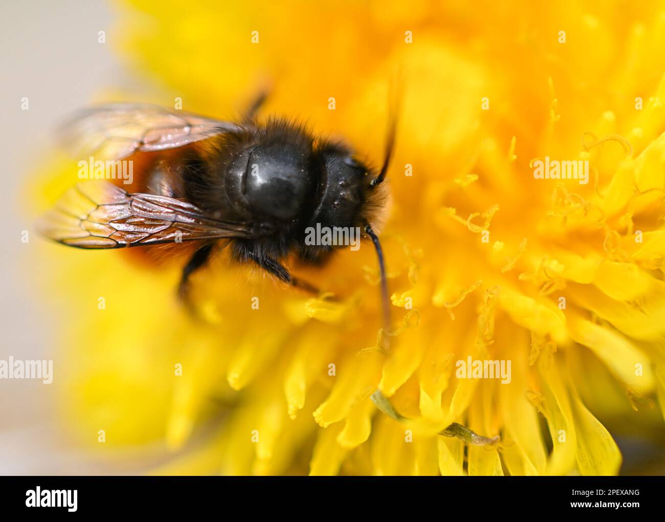 16. März 2023, Hessen, Frankfurt/Main: Eine rostige rote Maurerbiene krabbelt auf einer Löwenblume auf dem Gelände des Frankfurter MainÄppelhauses. Wilde Bienen sind im März und April aktiv und sterben in der Regel, bevor ihre Nachkommen schlüpfen. Wildbienenhotels mit Lehmlöchern, Ziegelsteinhöhlen oder Holunderbeeren können als Brutzellen für die Eier dienen. Foto: Arne Dedert/dpa Stockfoto