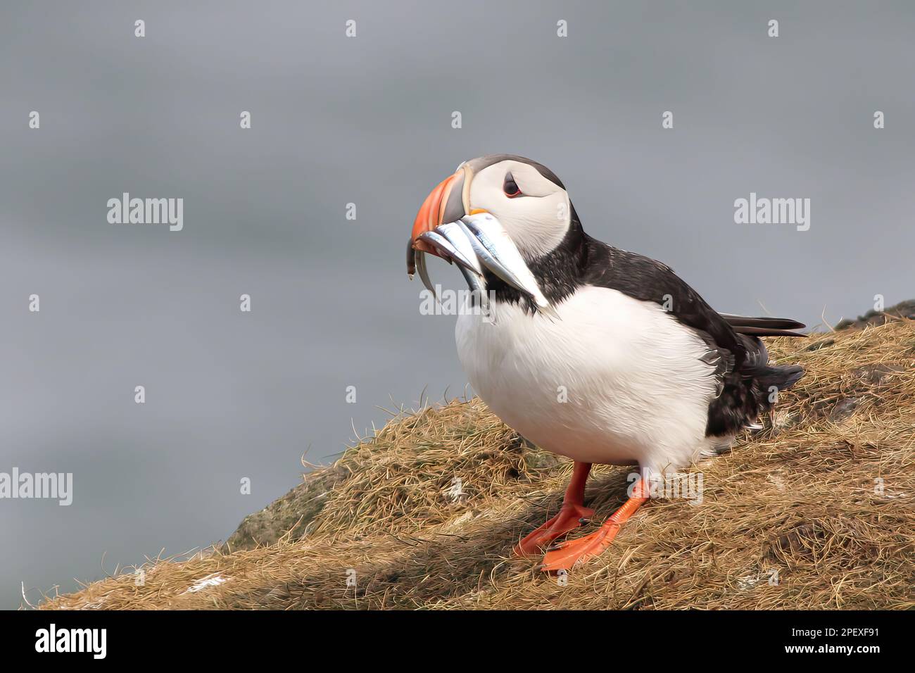 Ein kleiner Puffin hoch oben auf einem Hügel mit frisch gejagtem Fisch im Schnabel Stockfoto