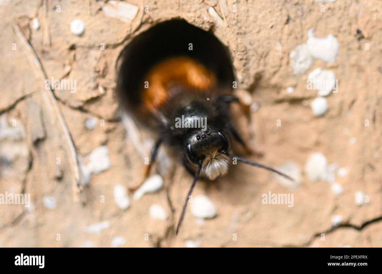16. März 2023, Hessen, Frankfurt/Main: Eine rostige rote Maurerbiene kriecht aus einem Schlammloch auf dem Gelände des Frankfurter MainÄppelhauses. Wilde Bienen sind im März und April aktiv und sterben in der Regel, bevor ihre Nachkommen schlüpfen. Wildbienenhotels mit Lehmlöchern, Ziegelsteinhöhlen oder Holunderbeeren können als Brutzellen für die Eier dienen. Foto: Arne Dedert/dpa Stockfoto