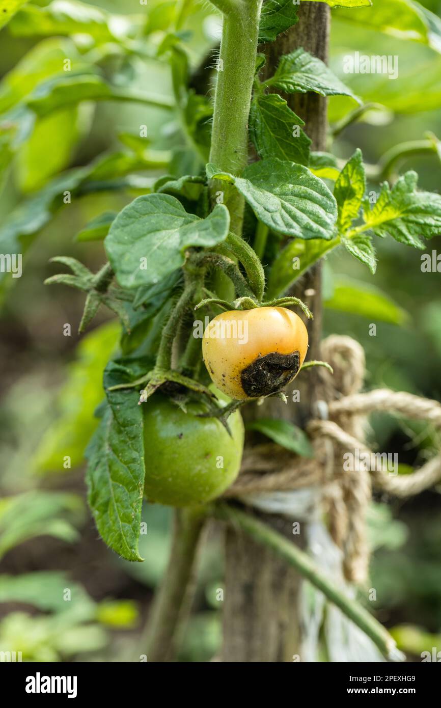 Noch grüne, unreife, junge Tomatenfrüchte, die von der Blütenendfäule betroffen sind Stockfoto