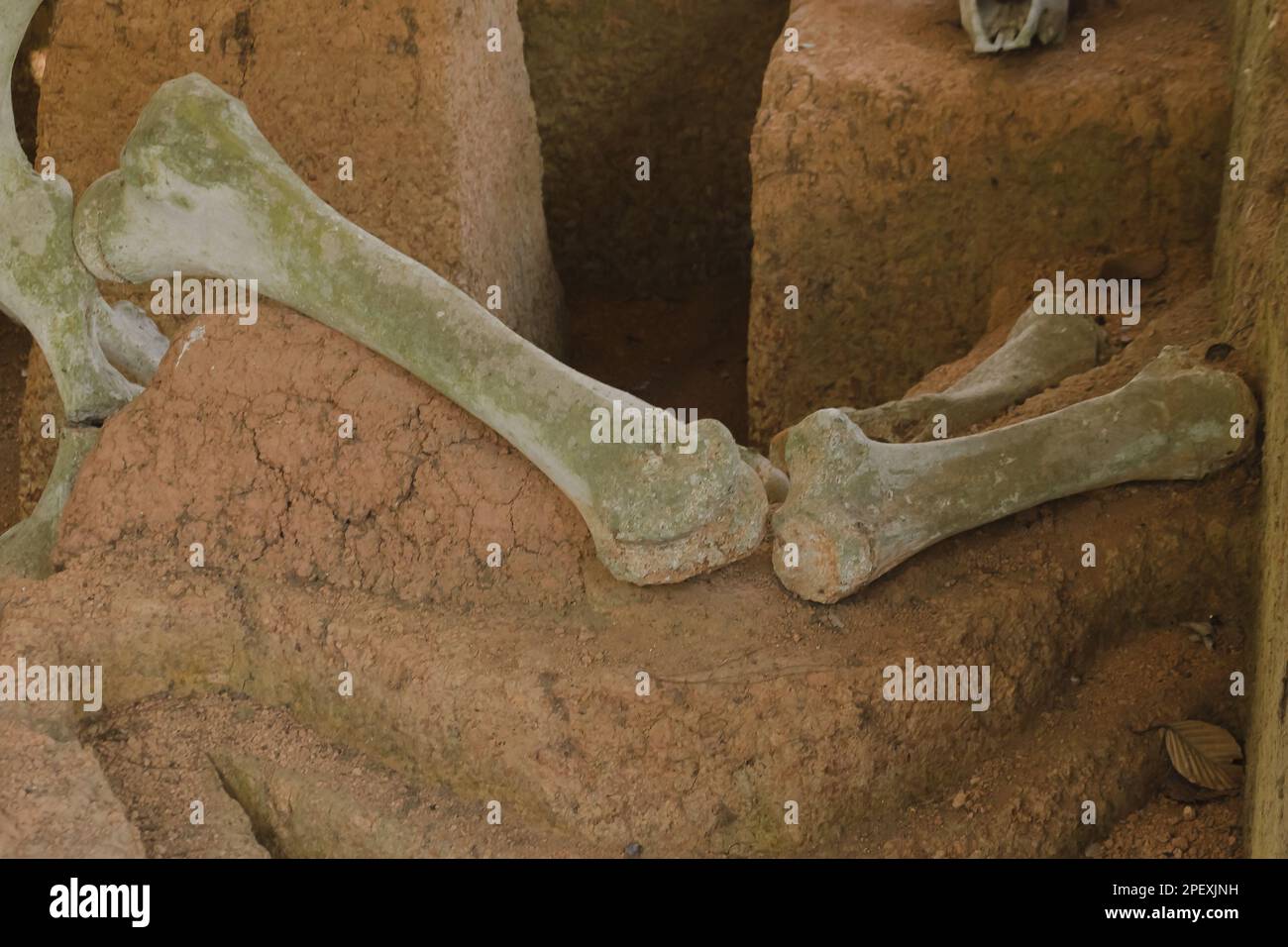 Alte Elefantenfossilien, Millionen Jahre alt, die auf dem Boden ausgegraben wurden Stockfoto