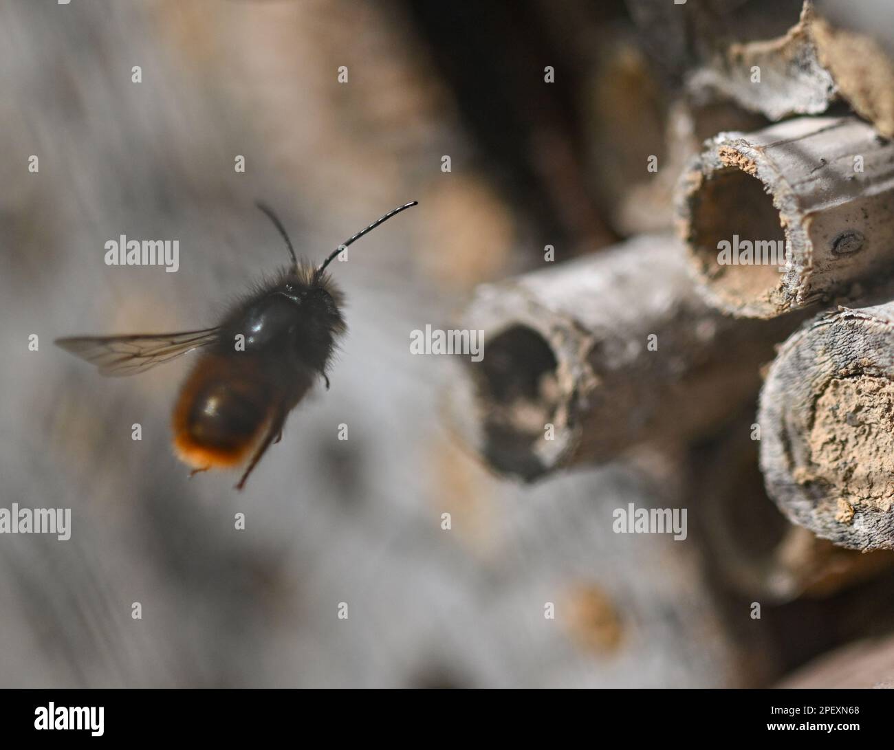 16. März 2023, Hessen, Frankfurt/Main: Auf dem Gelände des Frankfurter MainÄppelhauses fliegt eine rostige rote Maurerbiene in Richtung Holunderbüsche. Wilde Bienen sind im März und April aktiv und sterben in der Regel, bevor ihre Nachkommen schlüpfen. Wildbienenhotels mit Lehmlöchern, Ziegelsteinhöhlen oder Holunderbeeren können als Brutzellen für die Eier dienen. Foto: Arne Dedert/dpa Stockfoto