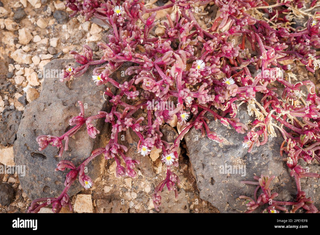 Mesembryanthemum nodiflorum wächst an vielen Orten auf der vulkanischen Insel Fuerteventura auf den Kanarischen Inseln Stockfoto