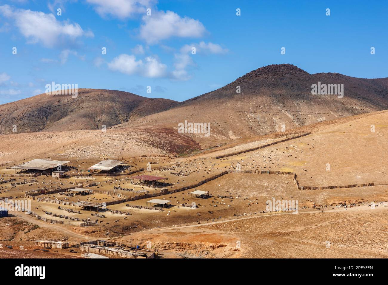 Die Ziegenhaltung ist auf der Insel Fuerteventura auf den Kanarischen Inseln weit verbreitet Stockfoto