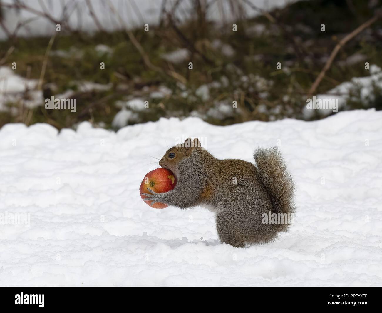 Graues Eichhörnchen, Sciurus carolinensis, Single Säugetier in Snow with Apple, Warwickshire, März 2023 Stockfoto