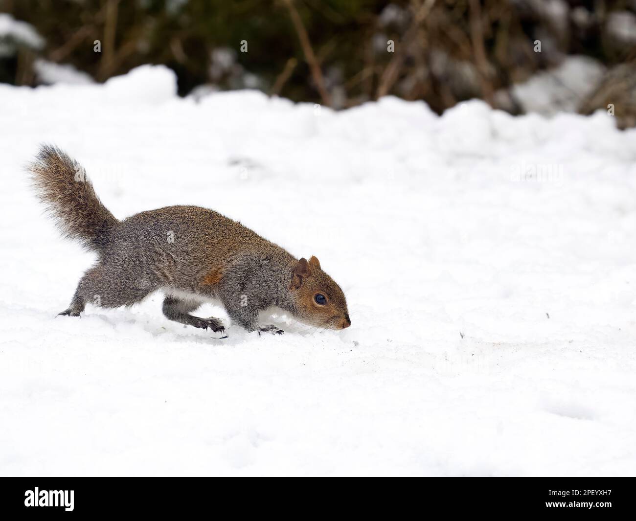 Graues Eichhörnchen, Sciurus carolinensis, Single Säugetier in Snow, Warwickshire, März 2023 Stockfoto