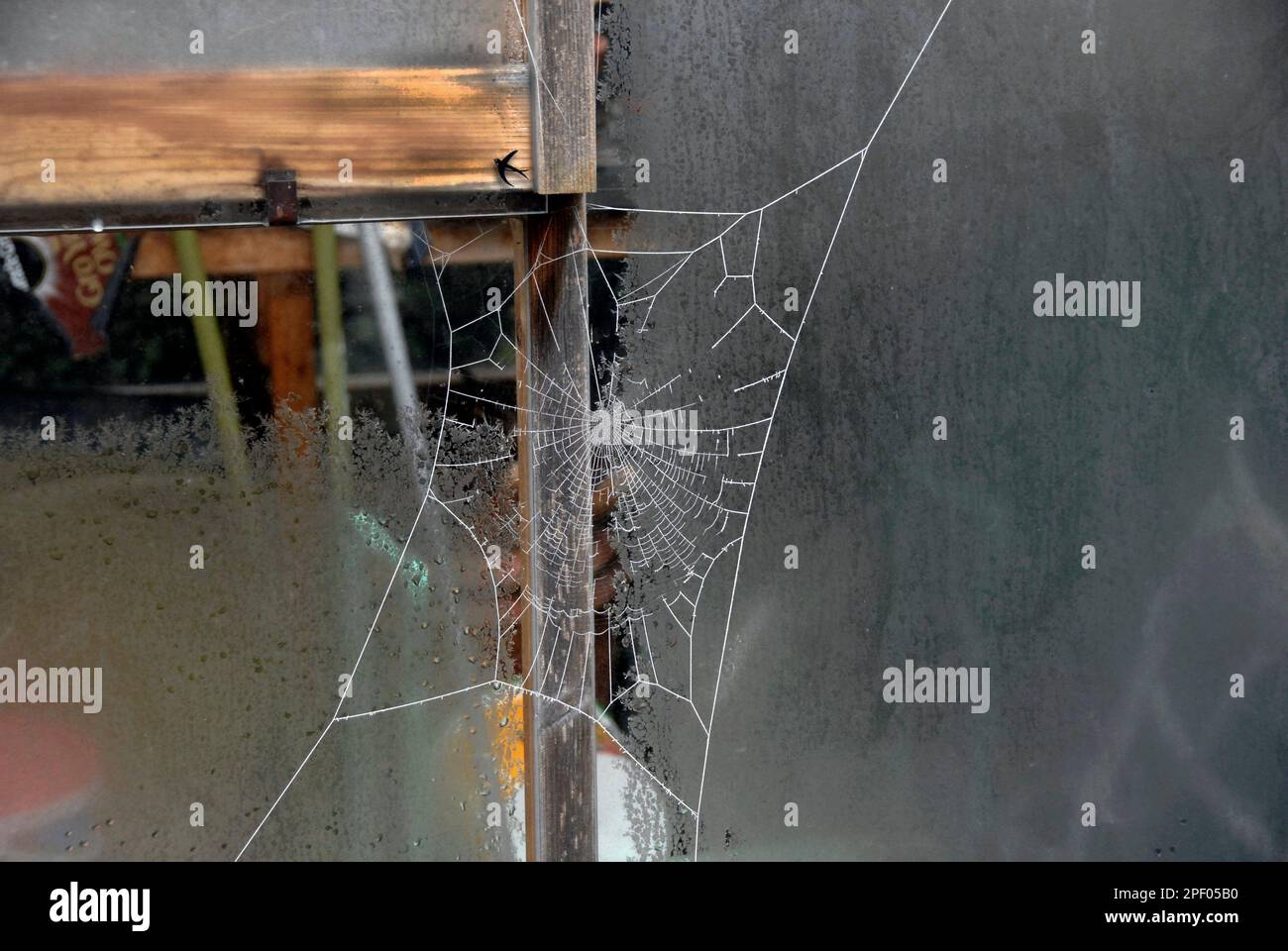 Spiders Netz außerhalb des Gewächshauses bei frostigem Wetter Stockfoto