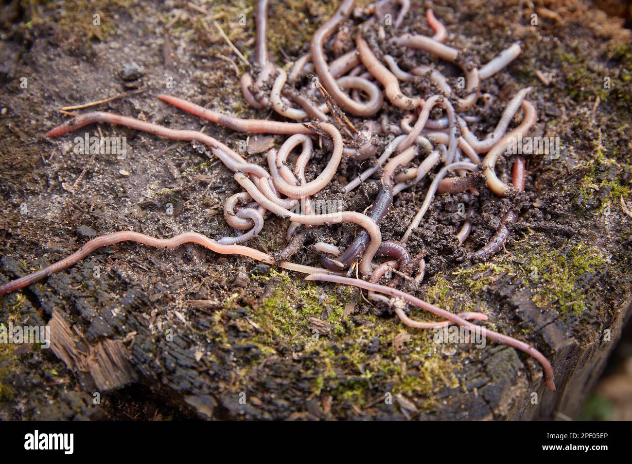 Regenwürmer auf dem Boden. Herstellung von Vermicompost aus Haushaltsabfällen. Stockfoto