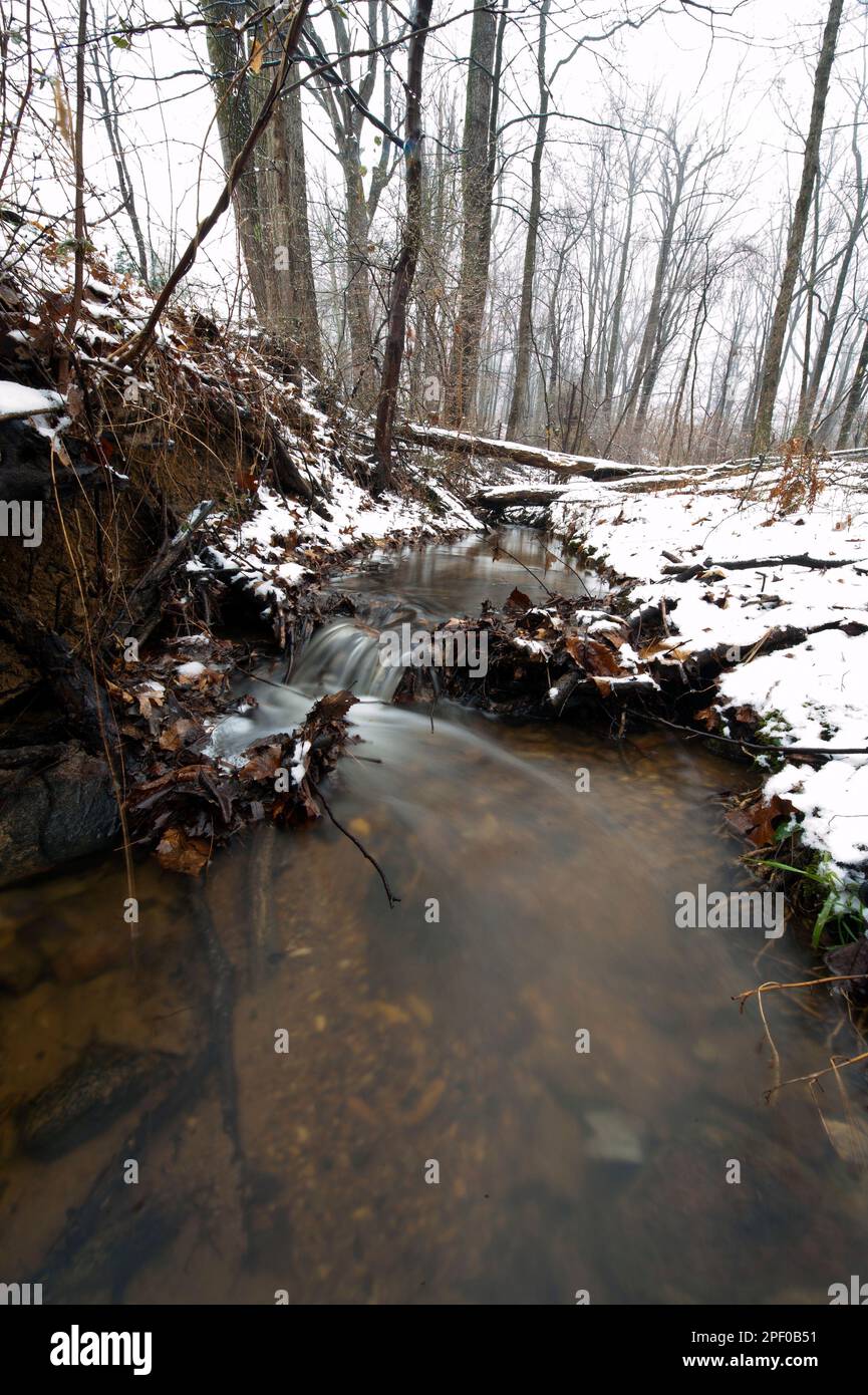UNITED STATES - Feb 3: Ein paar Beeren über Pine Grove Creek hängen noch mehr Schnee in, was jetzt nur als Winter für die Aufzeichnung bo beschrieben werden fällt Stockfoto