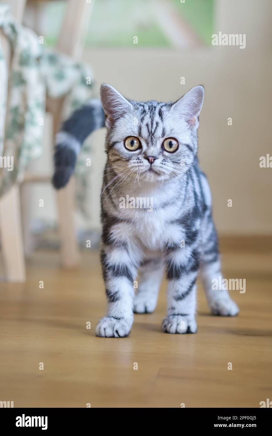 Süßes, junges britisches Shorthair-Kätzchen, schwarzes Silber, klassisches Tabby-Weibchen, wachsam auf dem Innenboden stehend und merkwürdig aussehend Stockfoto