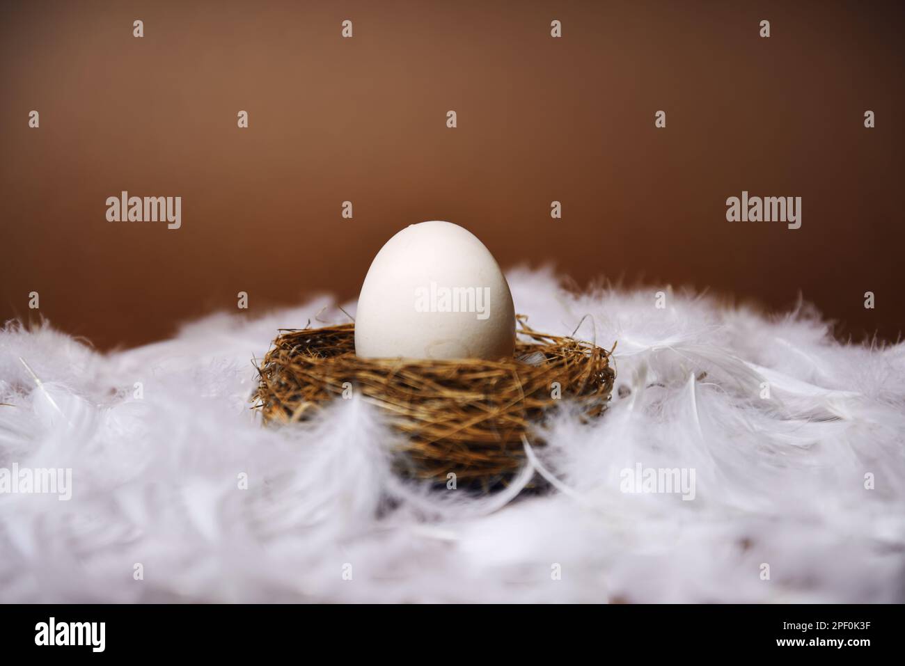 Die Hand einer Frau steckt ein großes weißes Ei in das Nest. Frische Öko-Produkte, Ei im Nest auf braunem Hintergrund, Hühnerfedern fliegen. Hühnerei, Essen, na Stockfoto