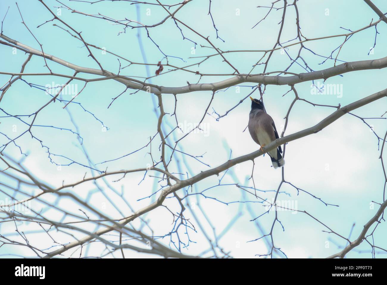 Nahaufnahme von Straunidae Vogel auf dem Ast des Baumes mit Himmelshintergrund. Sturnidae Vogel im Gulhane Park in Istanbul. Vogelbeobachtung - Konzeptfotografie. Stockfoto