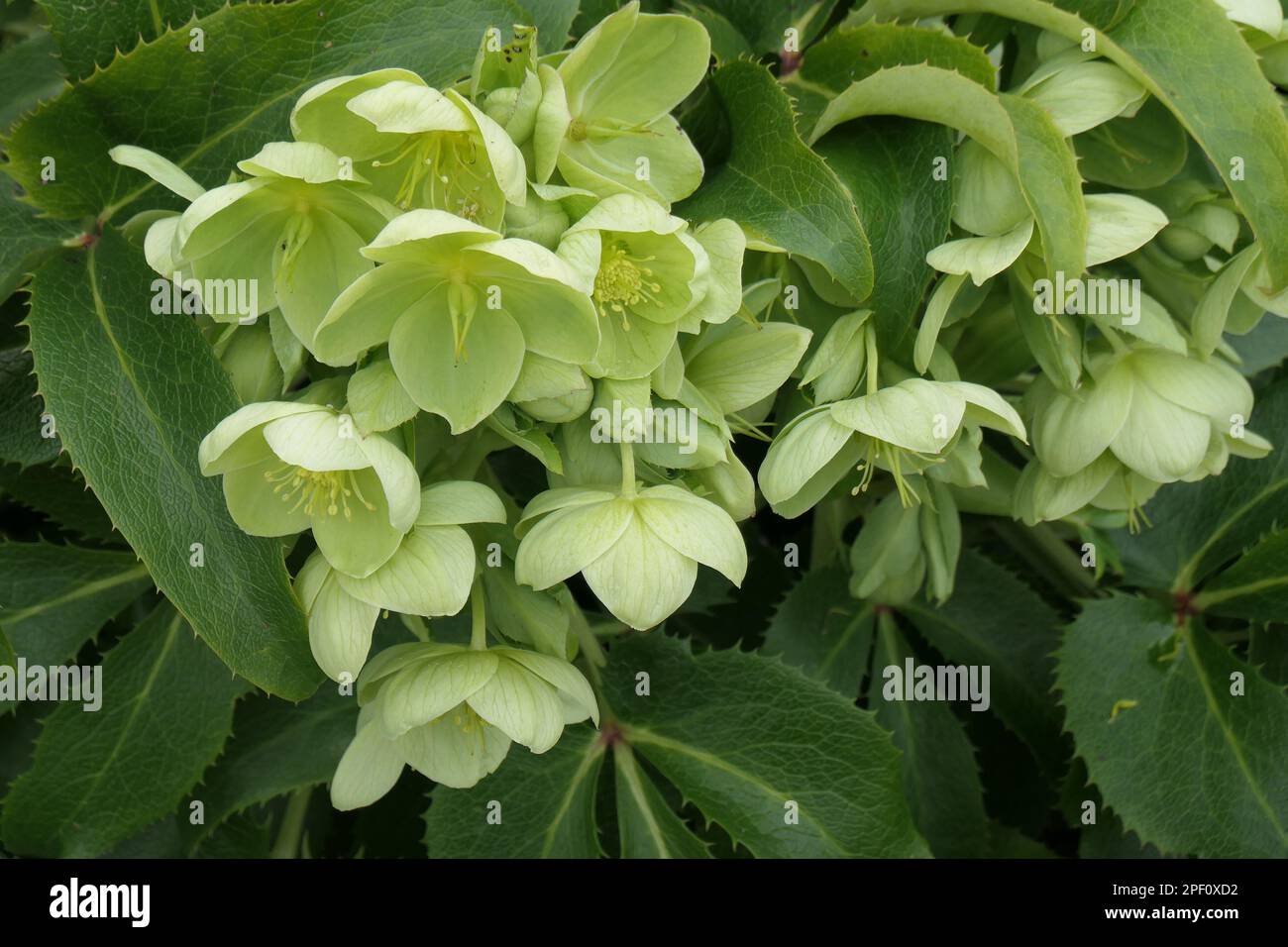 Verschlüsse der grünen weißen Nickblüten und grünen Blätter von Helleborus angustifolia. Stockfoto