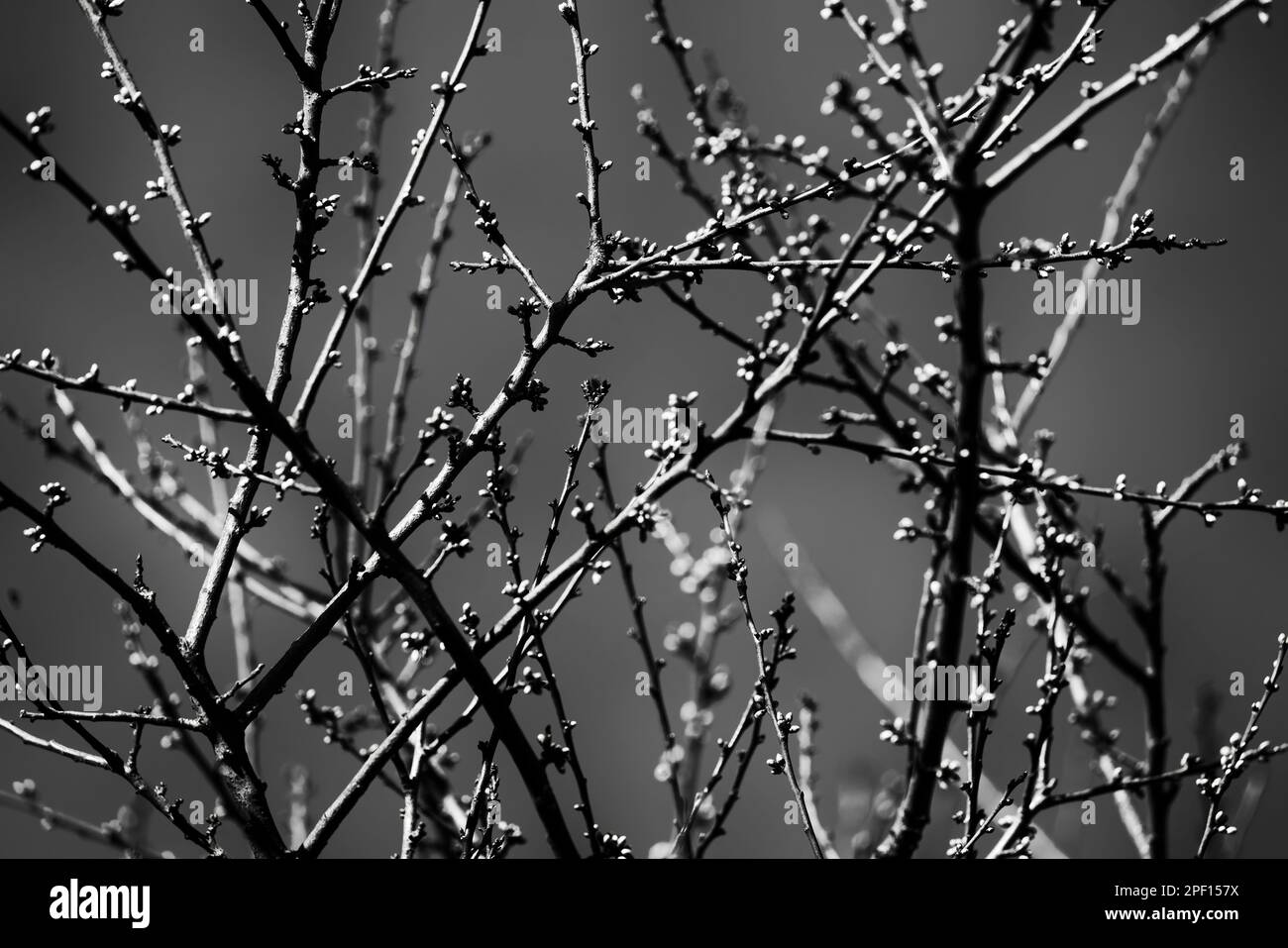Zweige mit Knospen im Februar Stockfoto