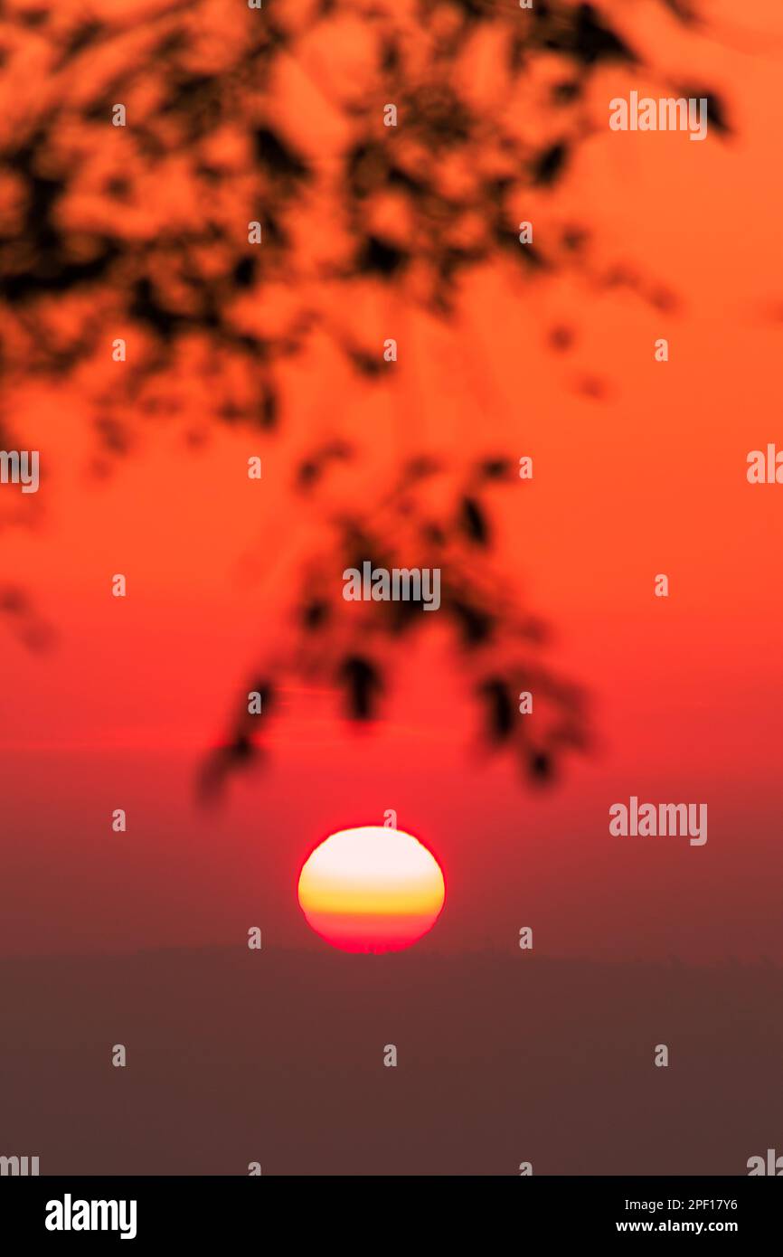 Die Landschaft mit der Laubsilhouette Sonnenaufgang Orangenschein über dem Himmel wuchs Wicks. Stockfoto